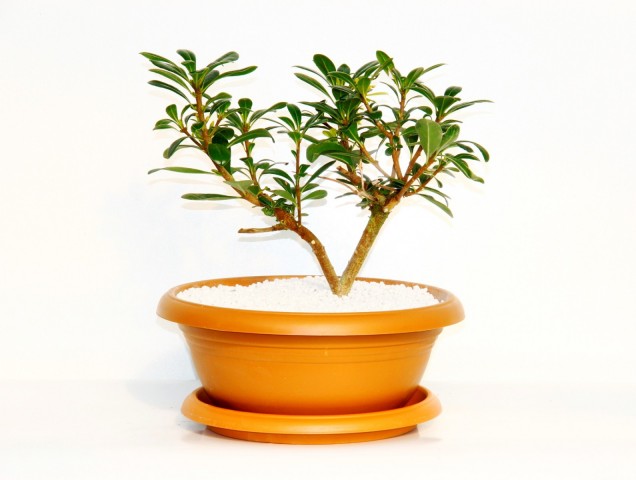 Bonsai Yıldız Çalısı Pitosporum Kiremit Saksıda
