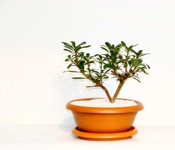 Bonsai Yıldız Çalısı Pitosporum Kiremit Saksıda