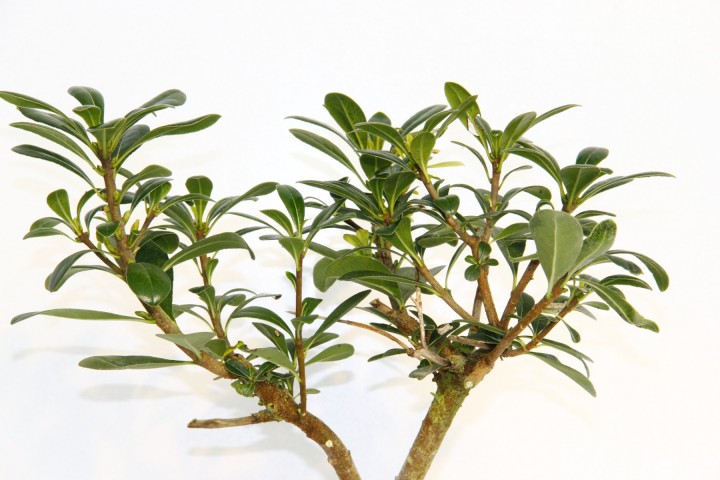 Bonsai Yıldız Çalısı Pitosporum Kiremit Saksıda