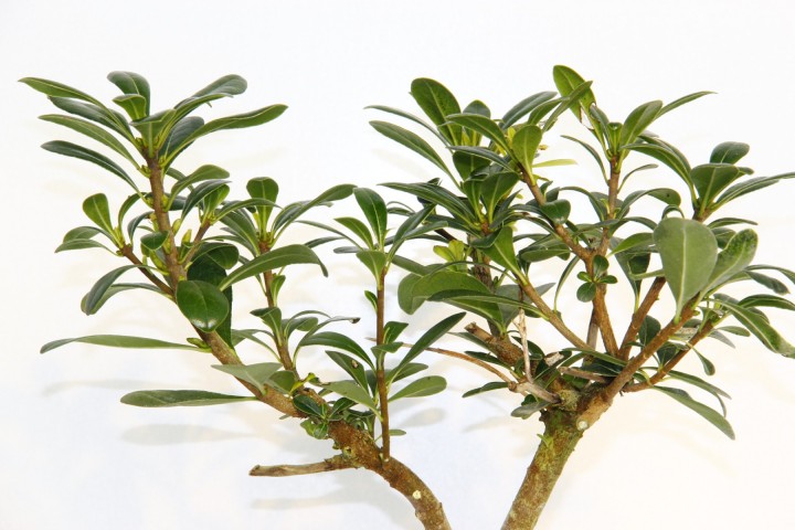 Bonsai Yıldız Çalısı Pitosporum Kiremit Saksıda