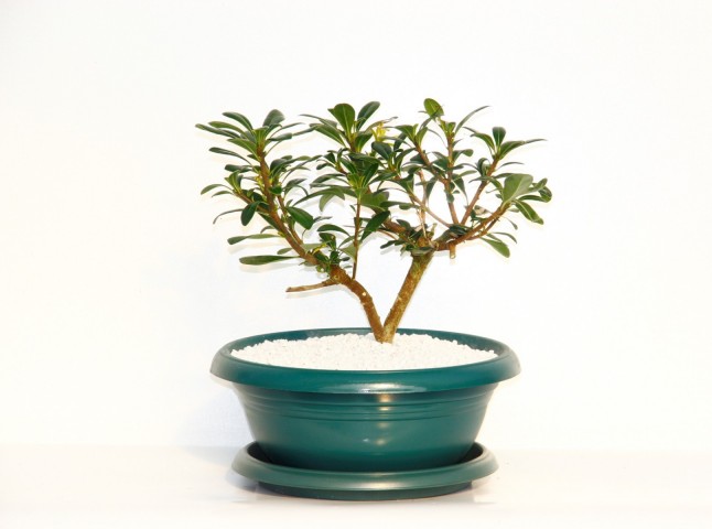 Bonsai Yıldız Çalısı Pitosporum Yeşil Saksıda