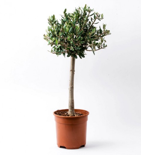 Bonsai Zeytin Olea Europeana Macro Bonsai 5 Adet