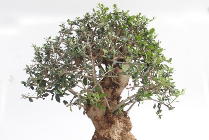 Bonsai Zeytin Olea Europeana Macro Bonsai 5 Adet