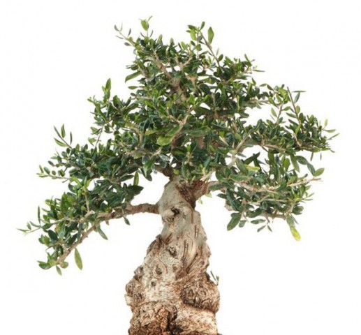 Bonsai Zeytin Olea Europeana Macro Bonsai 5 Adet