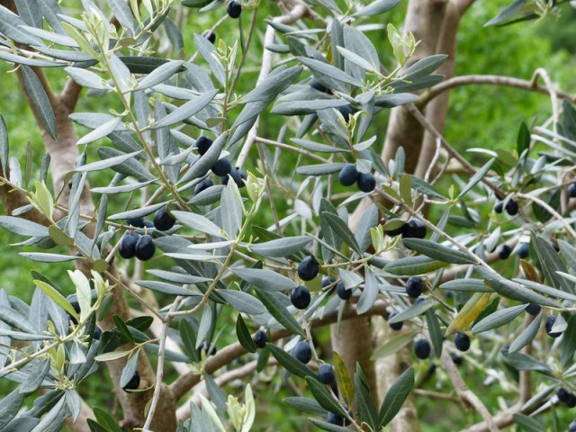 Bonsai Zeytin Olea Europeana Macro Bonsai 5 Adet