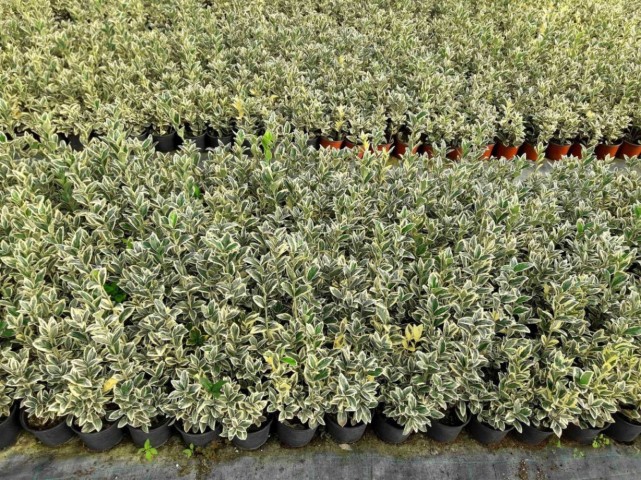 Bravo Taflan Euonymus Japonica Bravo 5 Adet