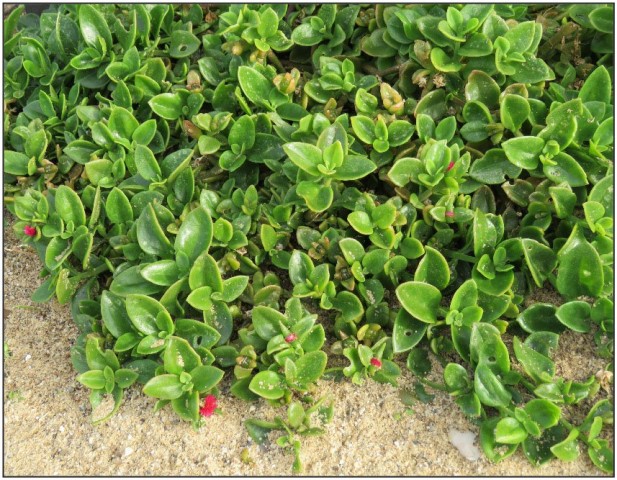 Buz Çiçeği – Çok Yıllık Yer Örtücü Bitki 180 Adet