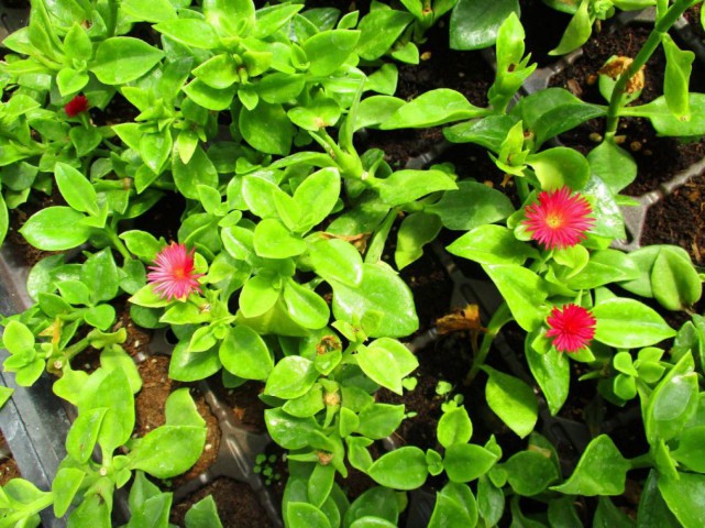 Buz Çiçeği Mesenbryanthemum Albatum 45 Adet