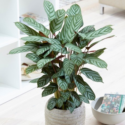 Calathea Ctenanthe Setosa (Dua Çiçeği) 20-40 cm
