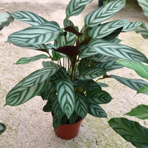 Calathea Ctenanthe Setosa (Dua Çiçeği) 20-40 cm