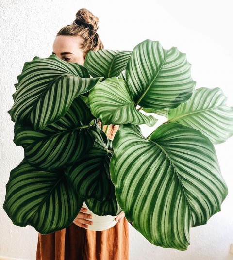 Calathea Orbifolia (Dua Çiçeği) 20-30 cm