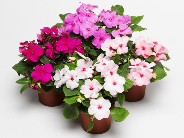 Cam Güzeli – 3’lü Karşık Renklerde