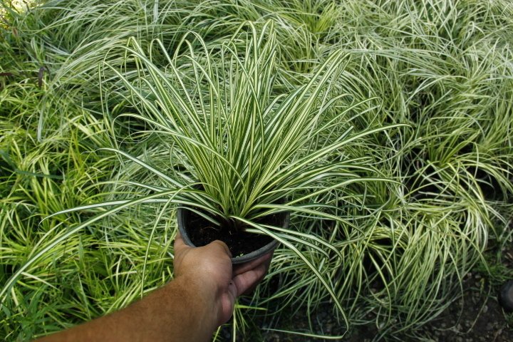 CAREX EVERGOLD 20 ADET - ÇOK YILLIK OTSU BİTKİ