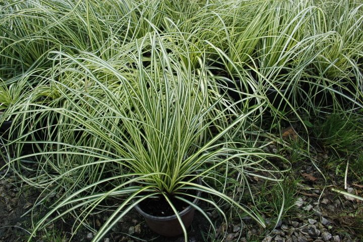 CAREX EVERGOLD 20 ADET - ÇOK YILLIK OTSU BİTKİ