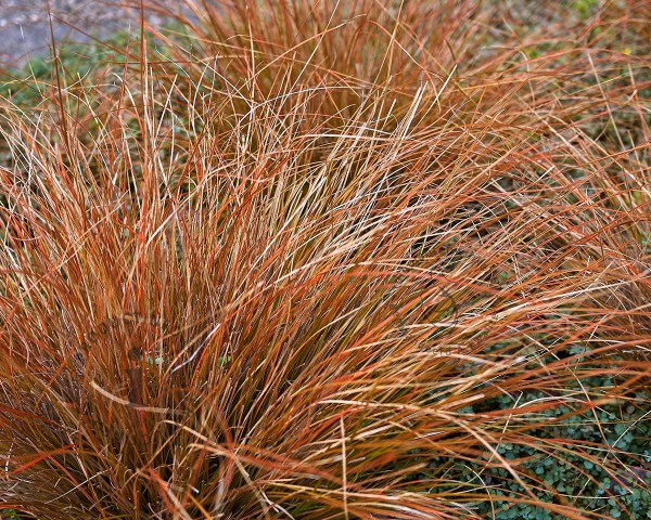 Carex Testacea 10'lu Set - Otsu Yer Örtücü Bitki