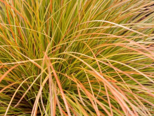 Carex Testacea 30'lu Set - Otsu Yer Örtücü Bitki