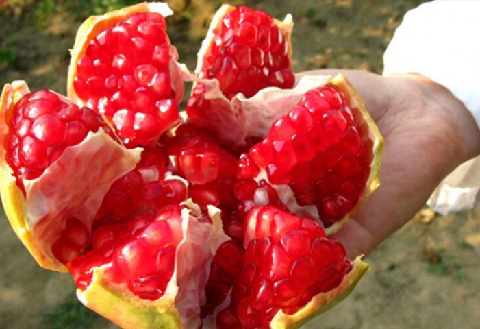 Çekirdeksiz Nar Fidanı Tüplü 2- 3 Yaş