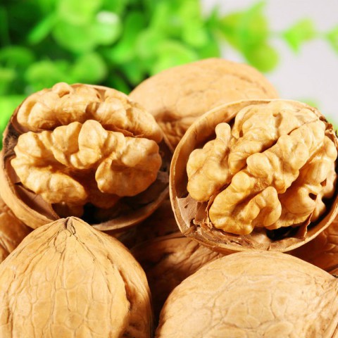 Chandler Ceviz Fidanı 3 Yaş Tüplü ve Aşılı 2 Adet