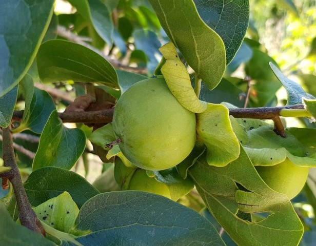 Çikolatalı Trabzon Hurması (Diospyros digyna) – "Black Sapote" 2 Adet