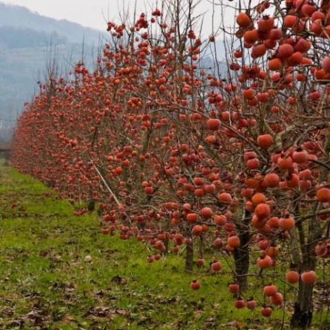 Çikolatalı Trabzon Hurması (Diospyros digyna) – "Black Sapote" 2 Adet