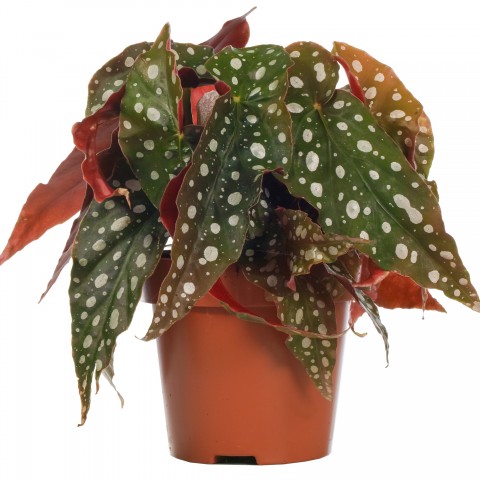 Çilli Begonya – Begonia Maculata