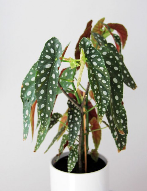 Çilli  Begonya – Begonia Maculata
