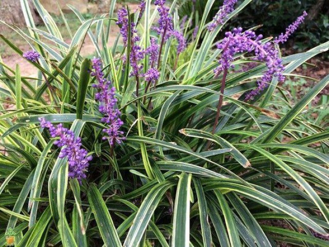 Çim Zambağı  'Liriope Muscari ' 20'li Set
