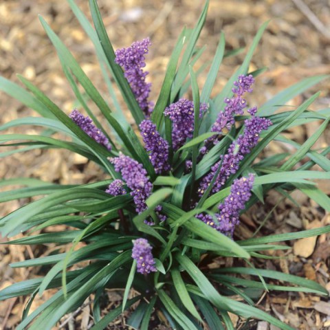 Çim Zambağı 'Liriope Muscari' 10'lu Set