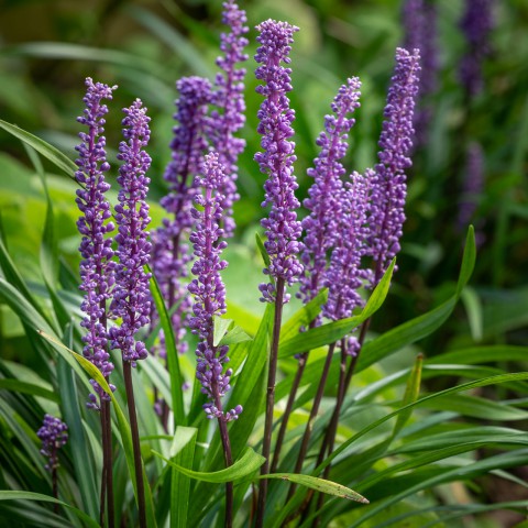 Çim Zambağı 'Liriope Muscari' 3'lü Set