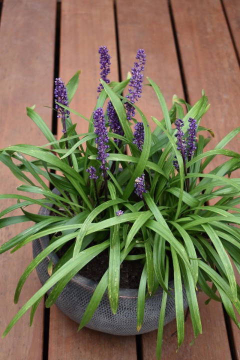 Çim Zambağı 'Liriope Muscari' 5'li Set