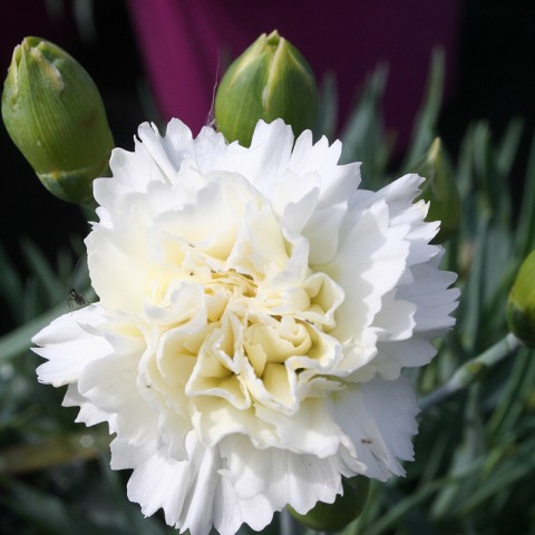 Çin Karanfili – Dianthus sinensis - Beyaz 10 Adet