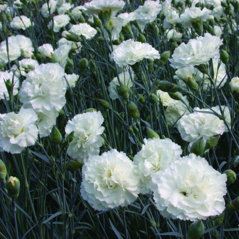 Çin Karanfili – Dianthus sinensis - Beyaz 5 Adet