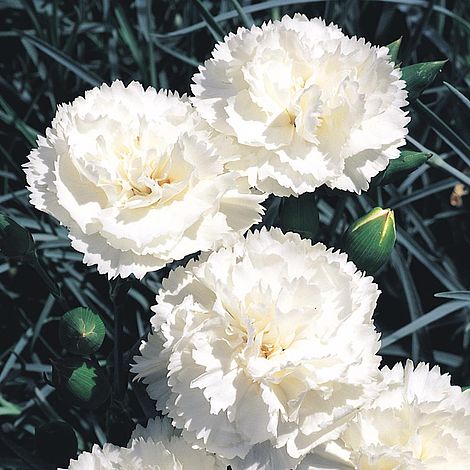 Çin Karanfili – Dianthus sinensis - Beyaz 5 Adet