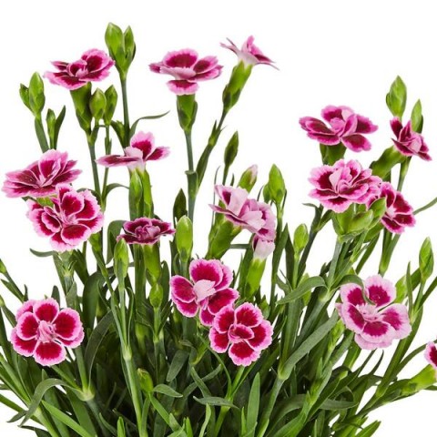 Çin Karanfili – Dianthus sinensis – Pembe 20 Adet