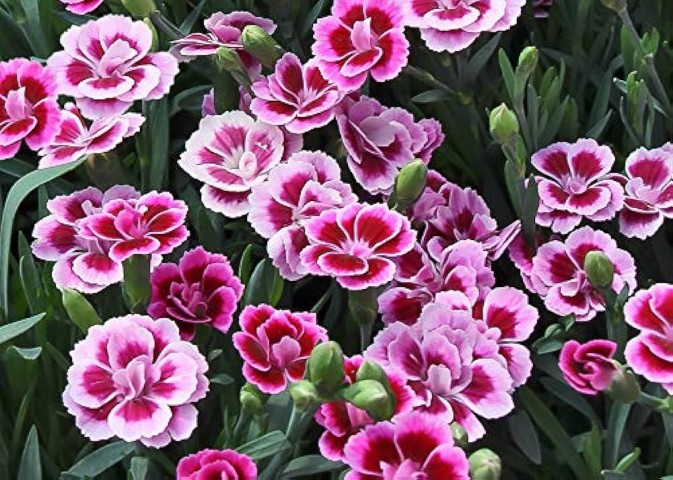 Çin Karanfili – Dianthus sinensis – Pembe 20 Adet