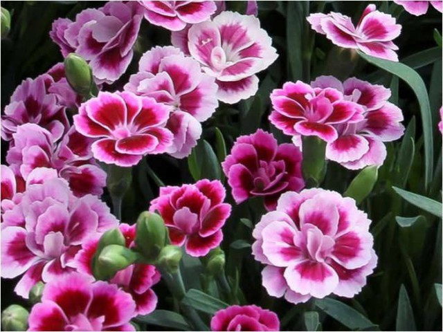 Çin Karanfili – Dianthus sinensis – Pembe 20 Adet