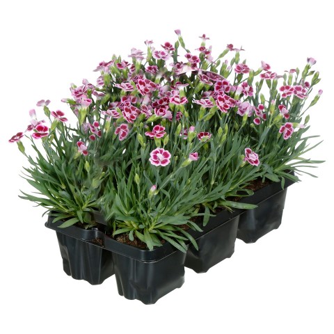 Çin Karanfili – Dianthus sinensis – Pembe 20 Adet