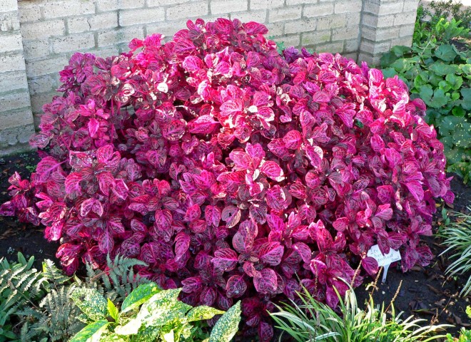 Çingene Şalvarı - İresine Herbstii 5 Adet