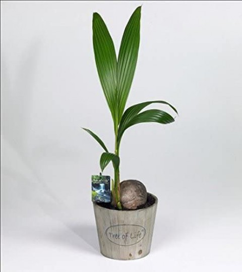 Kokos Bitkisi - Coconut Palm (Cocos Nucifera) 30-40 cm