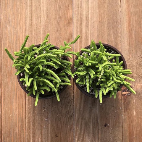 Prenses Çamı - Crassula muscosa 20 Adet