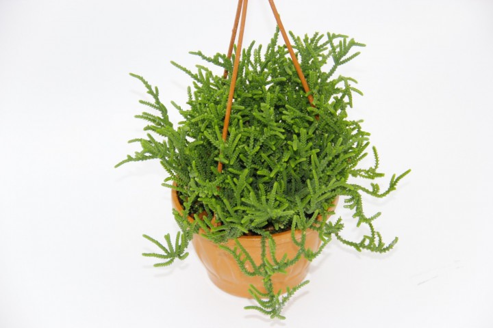 Crassula Muscosa Sukulent  - Askılı Saksı 2 Adet