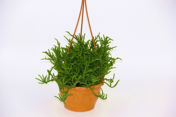 Crassula Muscosa Sukulent  - Askılı Saksı 3 Adet