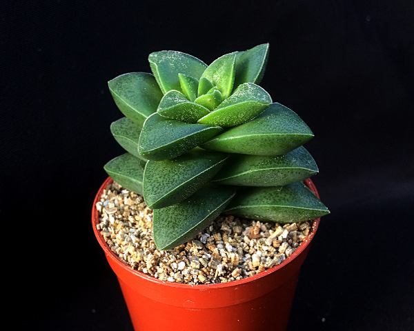 Crassula Springtime 5 Adet