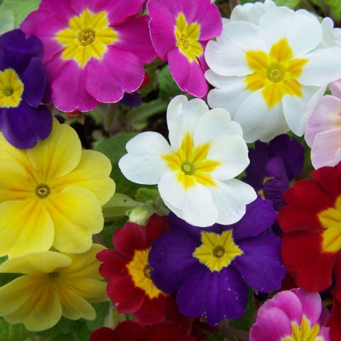 Çuha Çiçeği Primula 10 Adet