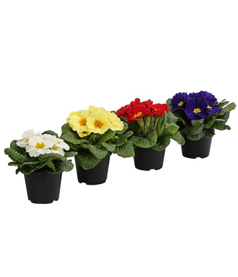 Çuha Çiçeği Primula 10 Adet