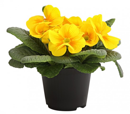 Çuha Çiçeği Primula 10 Adet