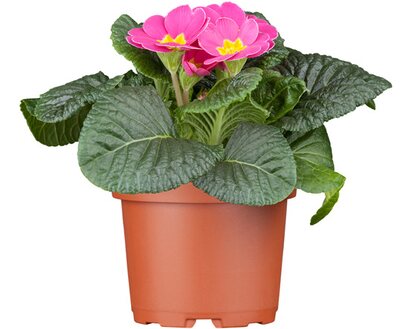 Çuha Çiçeği Primula 10 Adet
