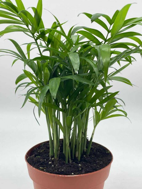 Dağ Palmiyesi -Chamaedorea Elegans 15 cm