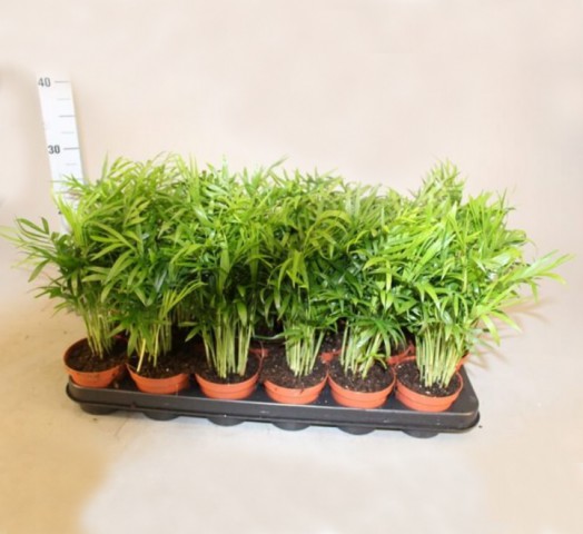 Dağ Palmiyesi -Chamaedorea Elegans 15 cm