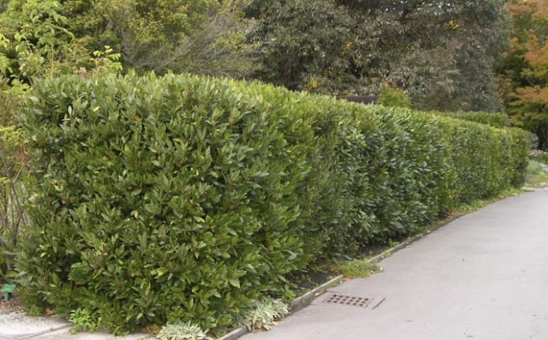 Defne - Laurus nobilis L.3 Adet